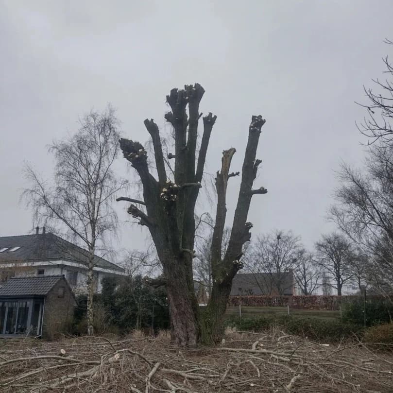 Pas geknotte boom met de afgezaagde takken op de grond