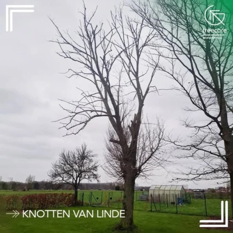 Knotten van een linde door Q-treecare
