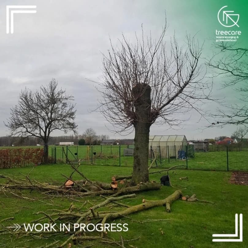 Knotten van een linde door Q-treecare