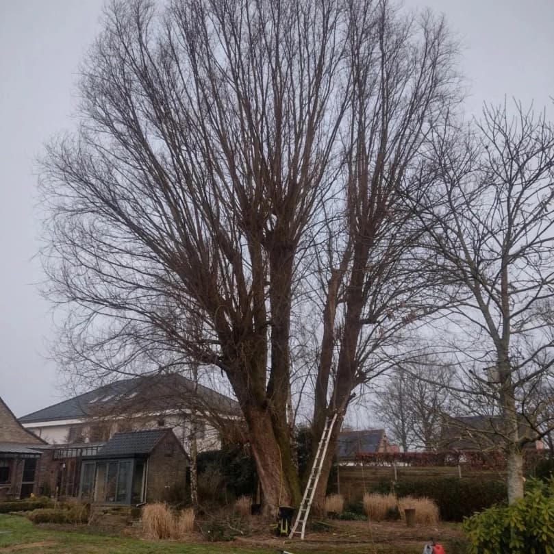 Hoge boom met ladder, klaar om geknot te worden